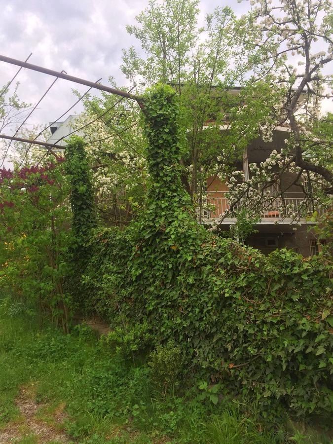 Nino'S Veranda Apartment เทลาวี ภายนอก รูปภาพ